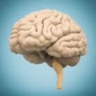 Training en voeding voor hersenen: brainpower